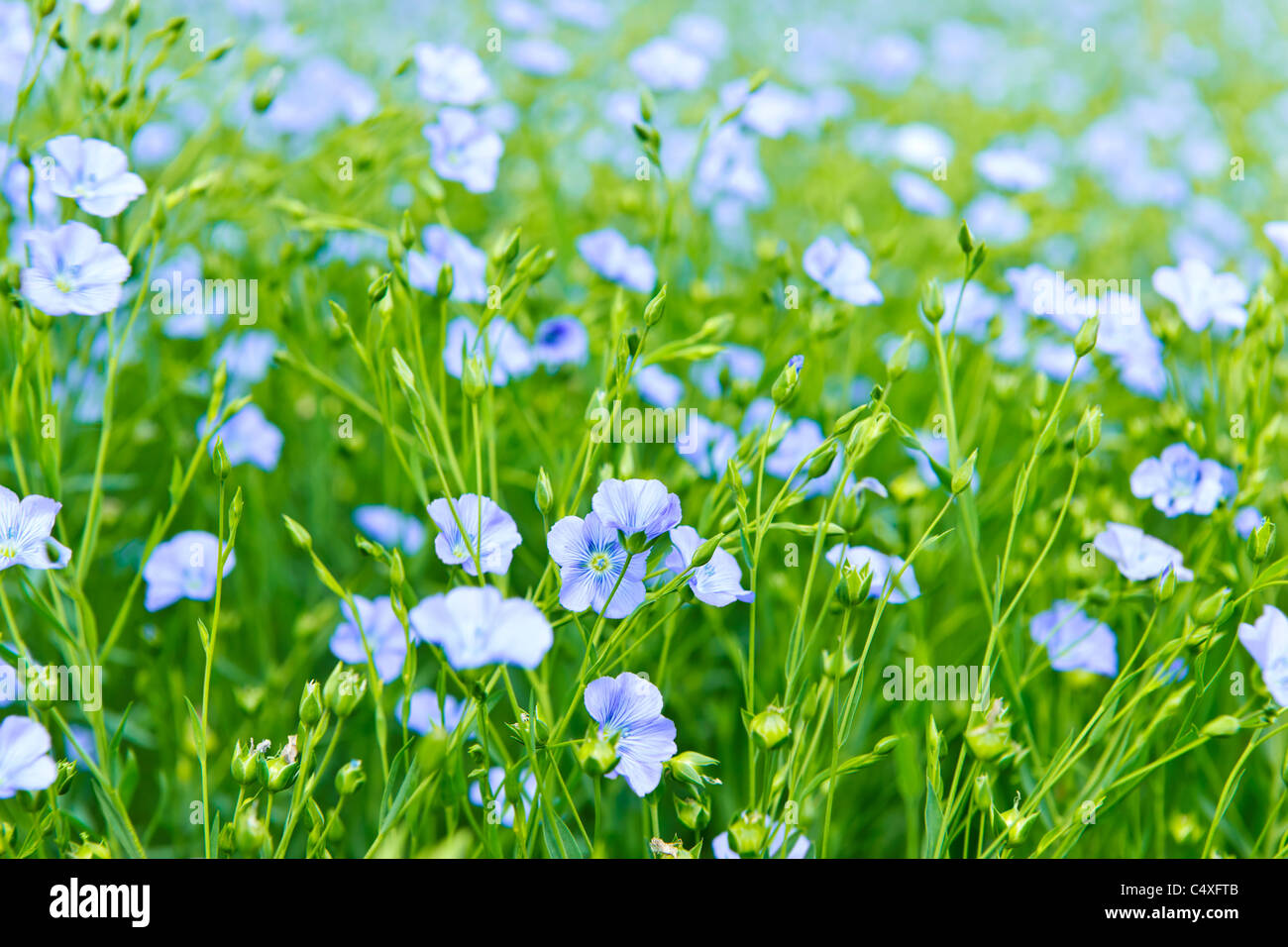 Hintergrund der blühenden blauen Flachs in einem Bauernhof-Feld Stockfoto