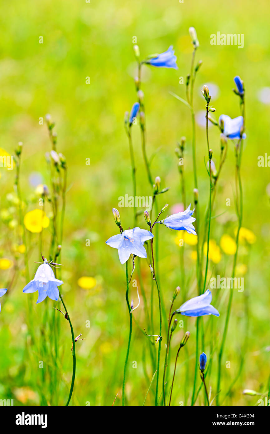 Blaue Glockenblume wilde Blumen wachsen in einem Feld Stockfoto