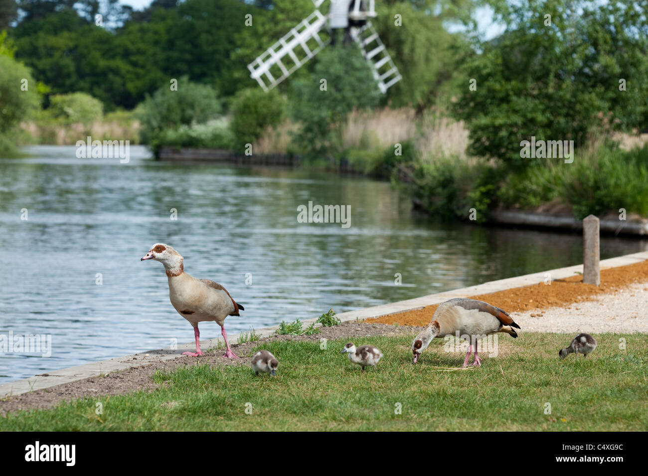 Ägyptische Gänse (Alopechen Aegyptiacus). Familie neben Fluss Ant, wie Hill, NNR Weiden; Norfolk Broads. Stockfoto