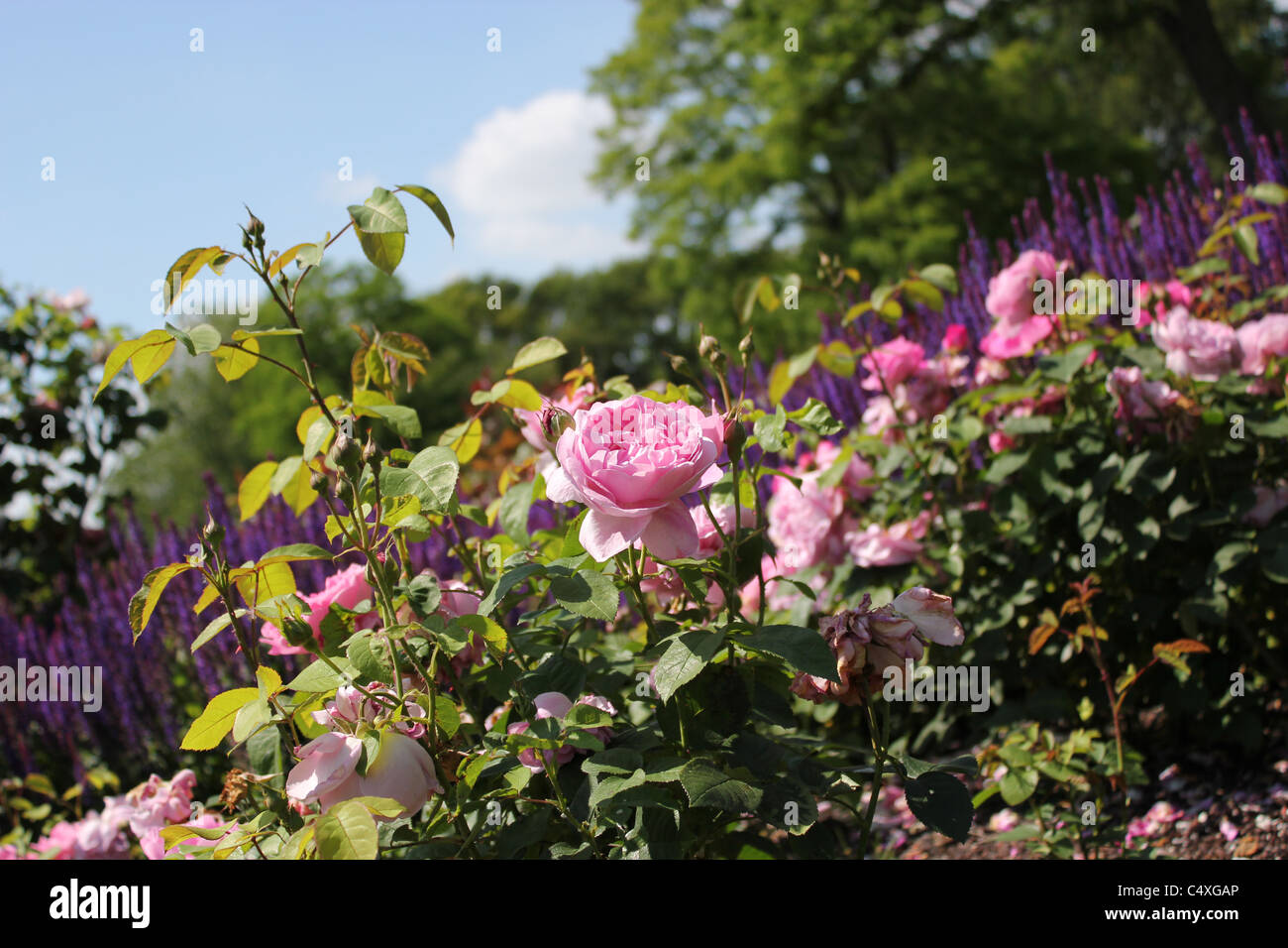 Rosengarten (Rosenhave) in Valbyparken, Copenhagen Stockfoto