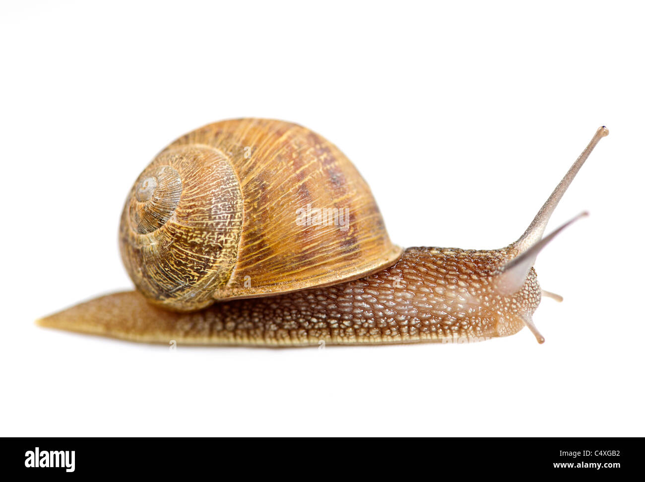 Garten-Schnecke voran isoliert auf weißem Hintergrund Stockfoto