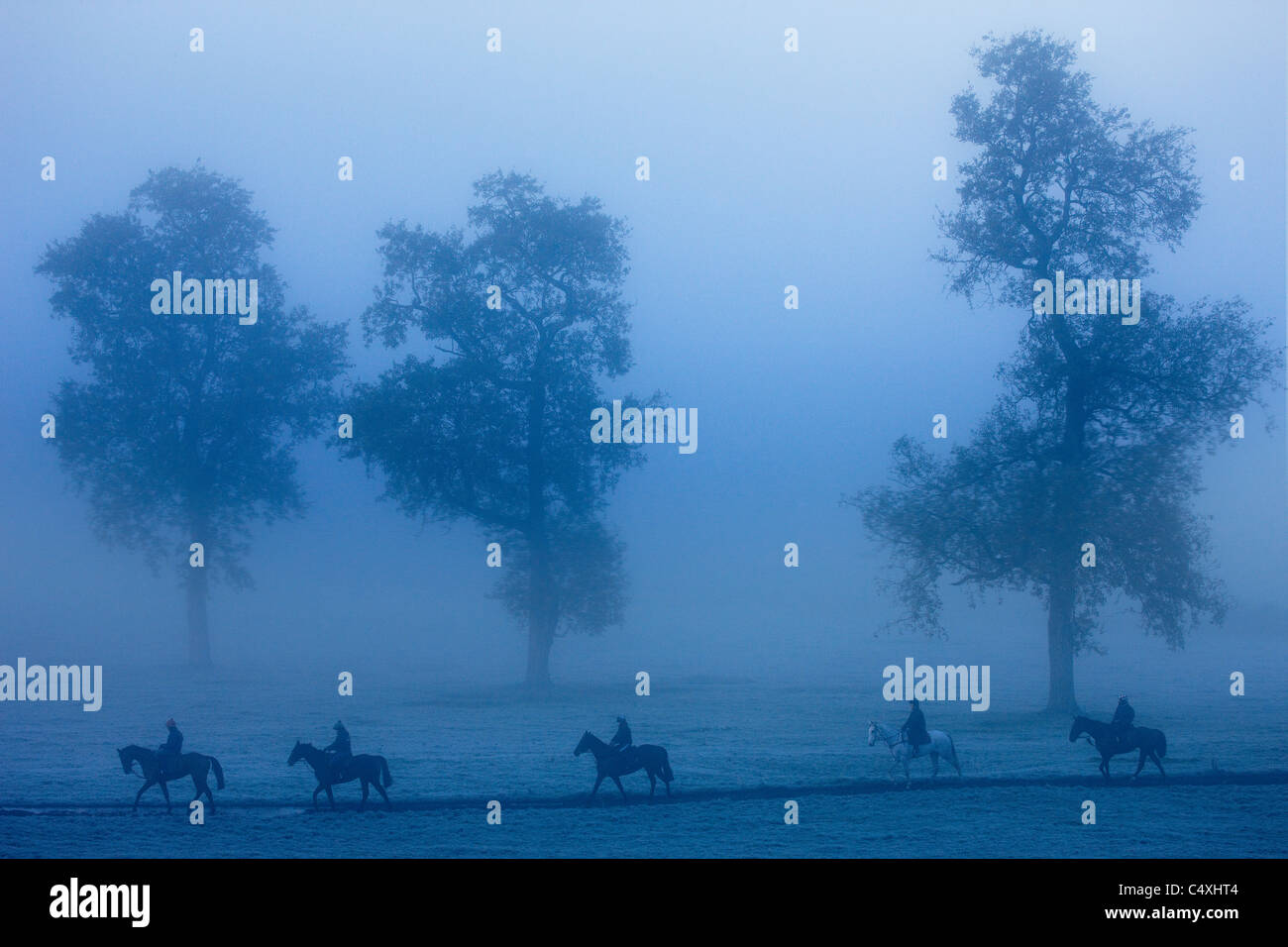 Rennpferde an einem nebligen Morgen, Venn Farm, Milborne Port, Somerset, England, UK Stockfoto