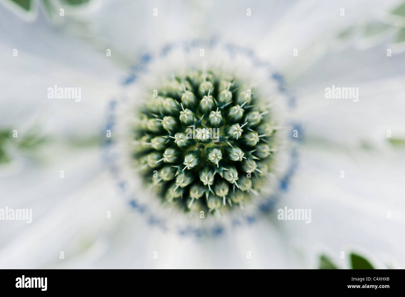 Eryngium Giganteum "Silver Ghost". Meer-Holly Blume Stockfoto