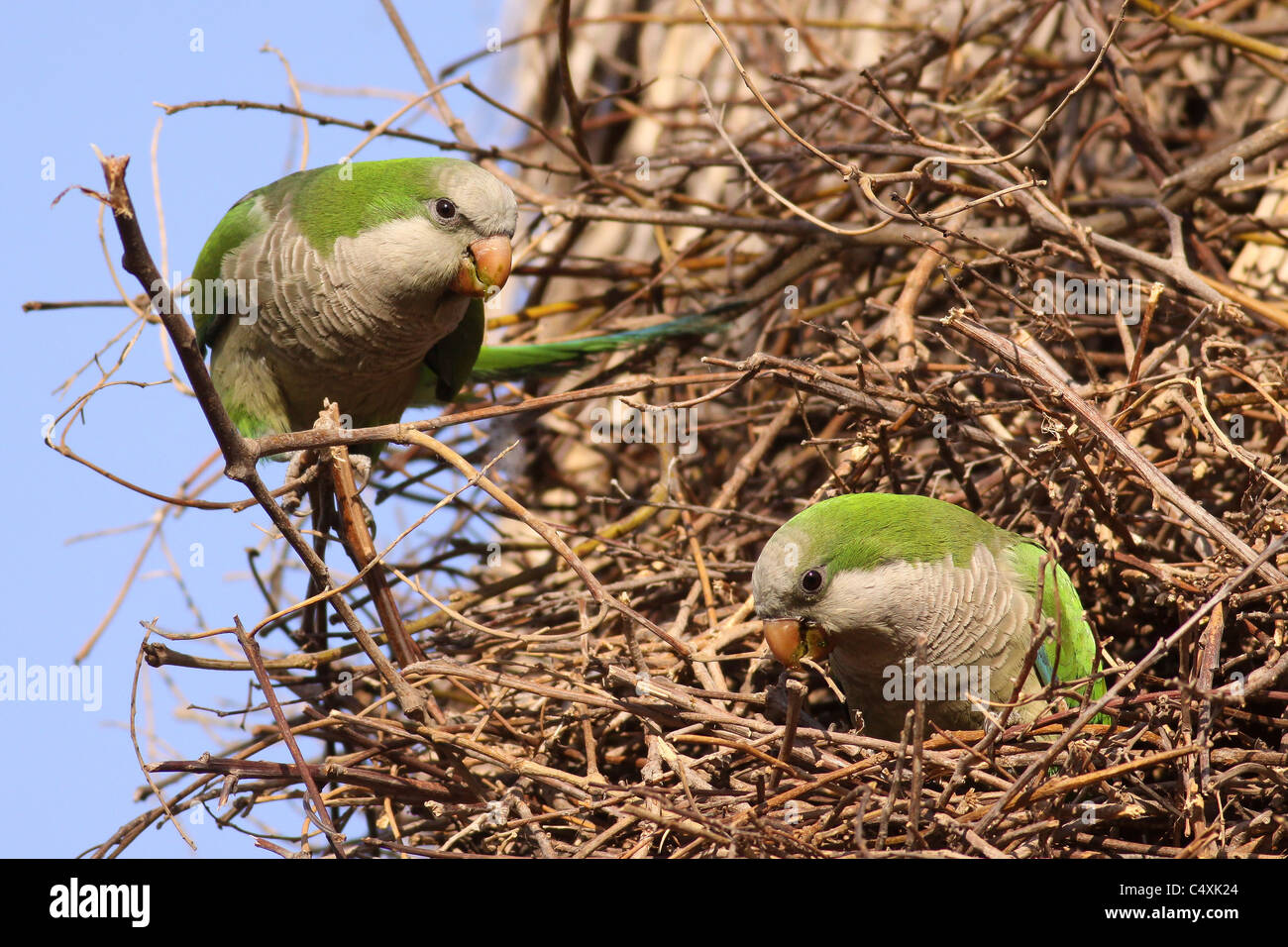 Eine wilde Bevölkerung von Mönch Sittich, auch bekannt als die Quäker Papagei, (Myiopsitta Monachus) Stockfoto