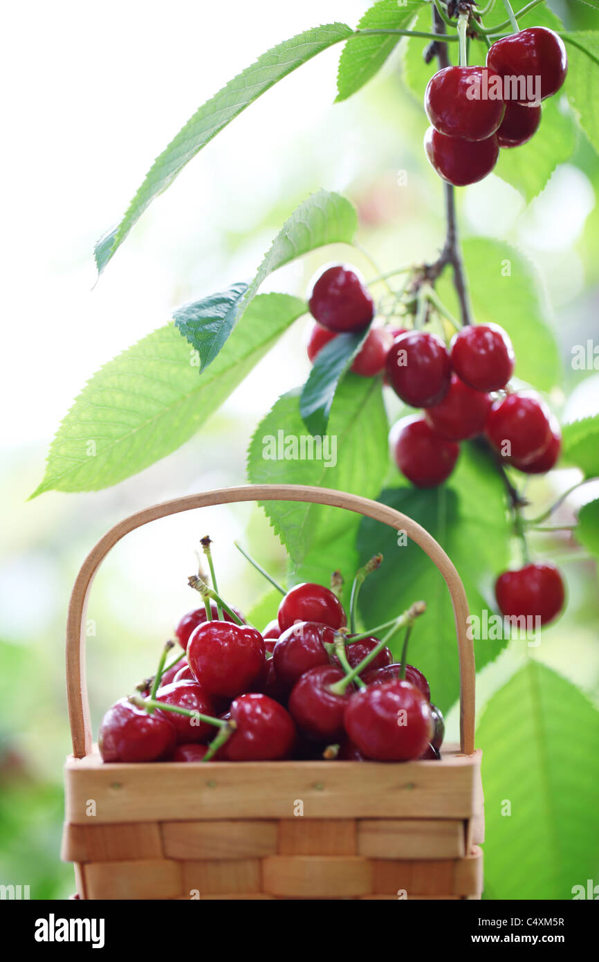 Frische rote Kirschen auf einer Szene, Obstgarten, flachen Dof. Stockfoto