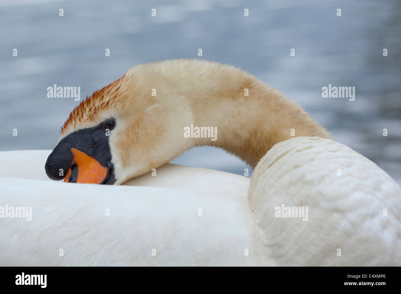 Höckerschwan (Cygnus Olor). Putzen. Stockfoto