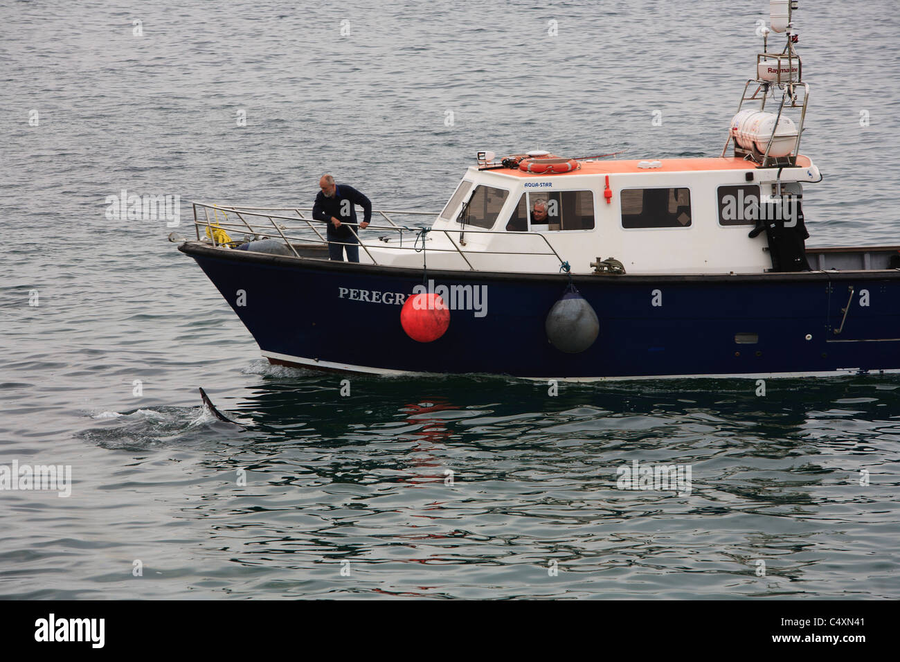 Riesenhai und kleines Boot im Wasser Weg von der Insel Tiree, Inneren Hebriden, Schottland Stockfoto