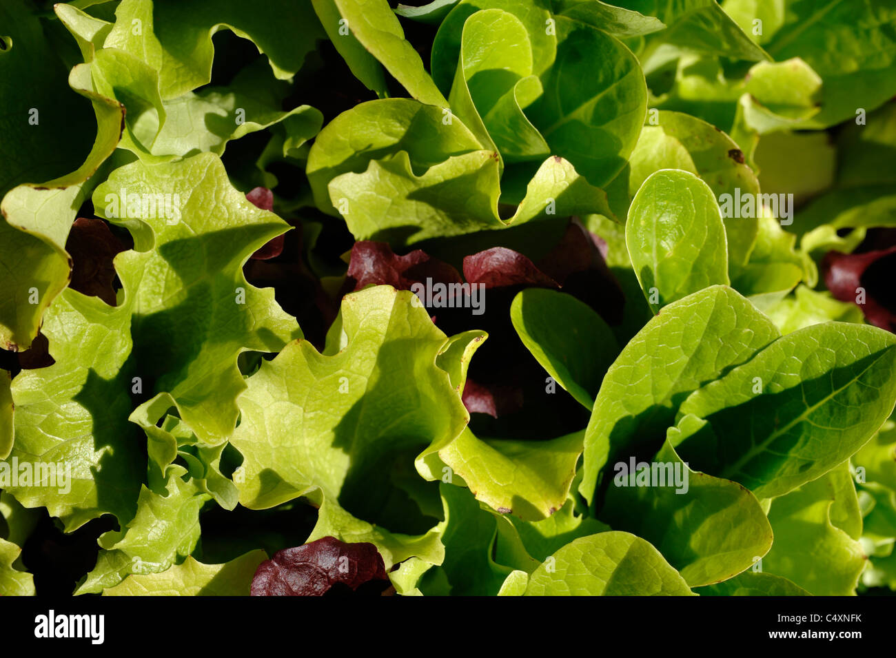 Salatblätter Stockfoto