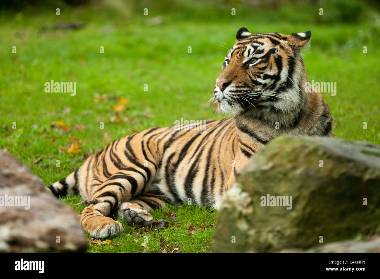 Sumatra-Tiger (Panthera Tigris Sumatrae). Tier zeigt weiße Flecken auf  dunklen Rückseite der Ohren Stockfotografie - Alamy