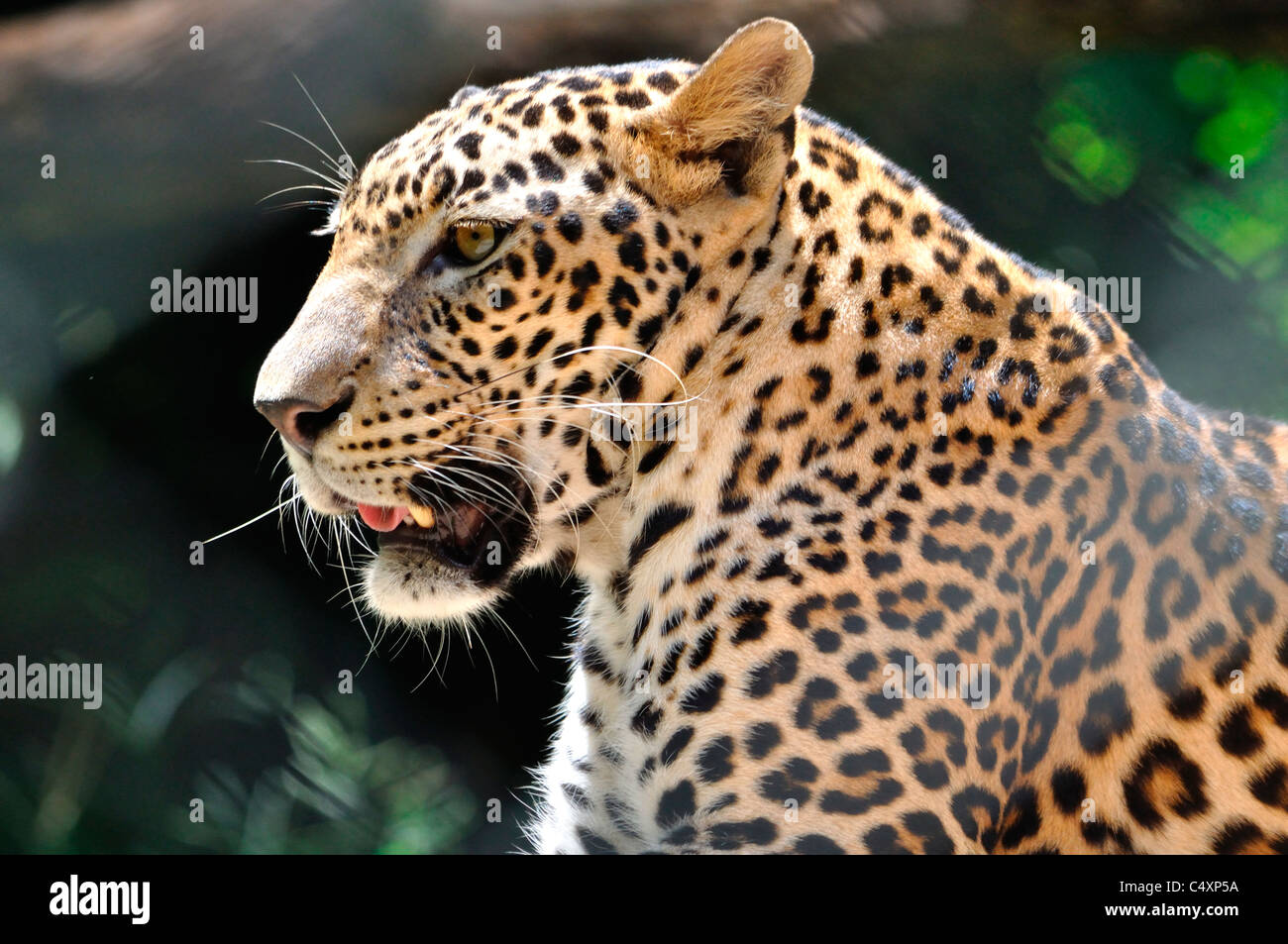 Leopard, Nahaufnahme Stockfoto
