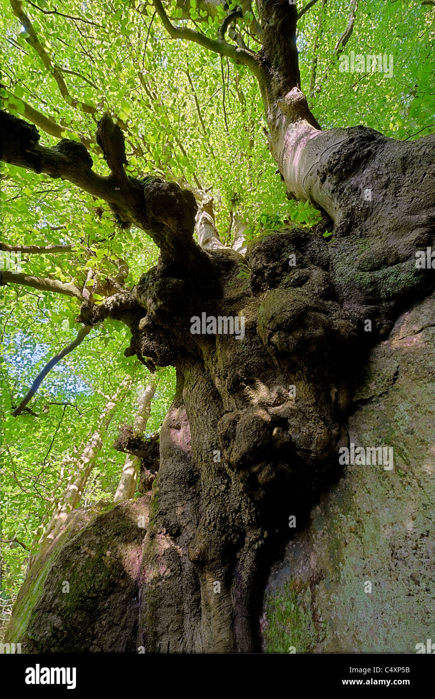 Alte Buche Baum Fagus Sylvatica über Kalkfelsen im Wye Valley am Cleddon wächst Stockfoto