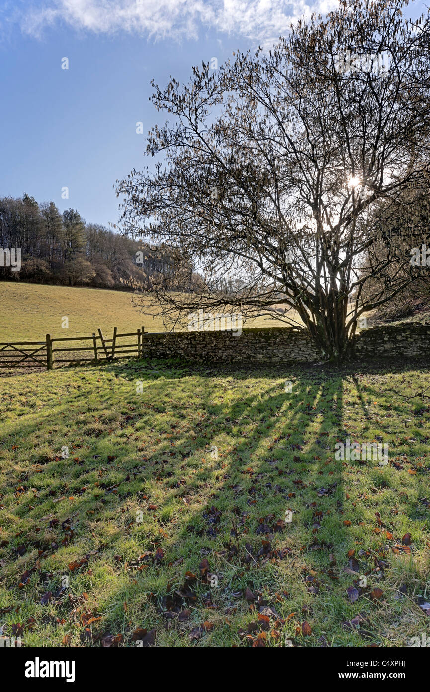 Hasel Baum durch Tor an der Box, Corsham, England UK Stockfoto