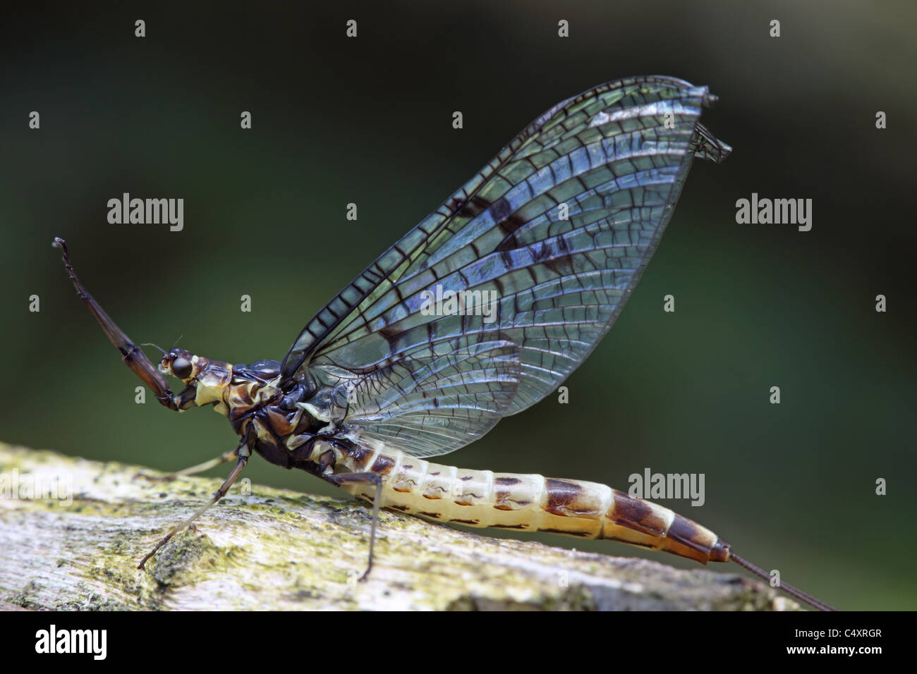 Nahaufnahme von einem neu entstanden Eintagsfliege Ephemera danica Stockfoto