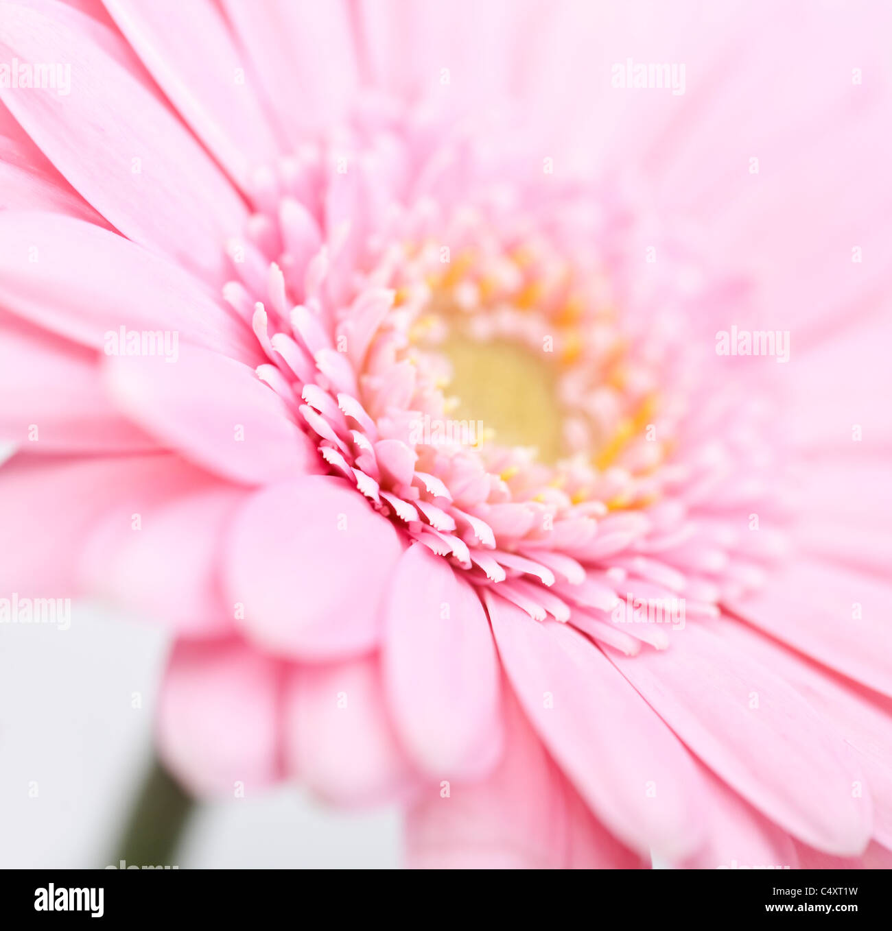 Rosa Gerbera Blume Stockfoto