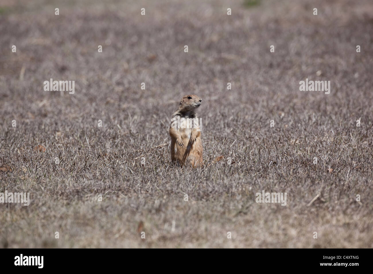 Präriehund steht auf den Hinterbeinen auf einem Feld am Unabhängigkeit Creek Naturschutzgebiet im Westen von Texas. Stockfoto