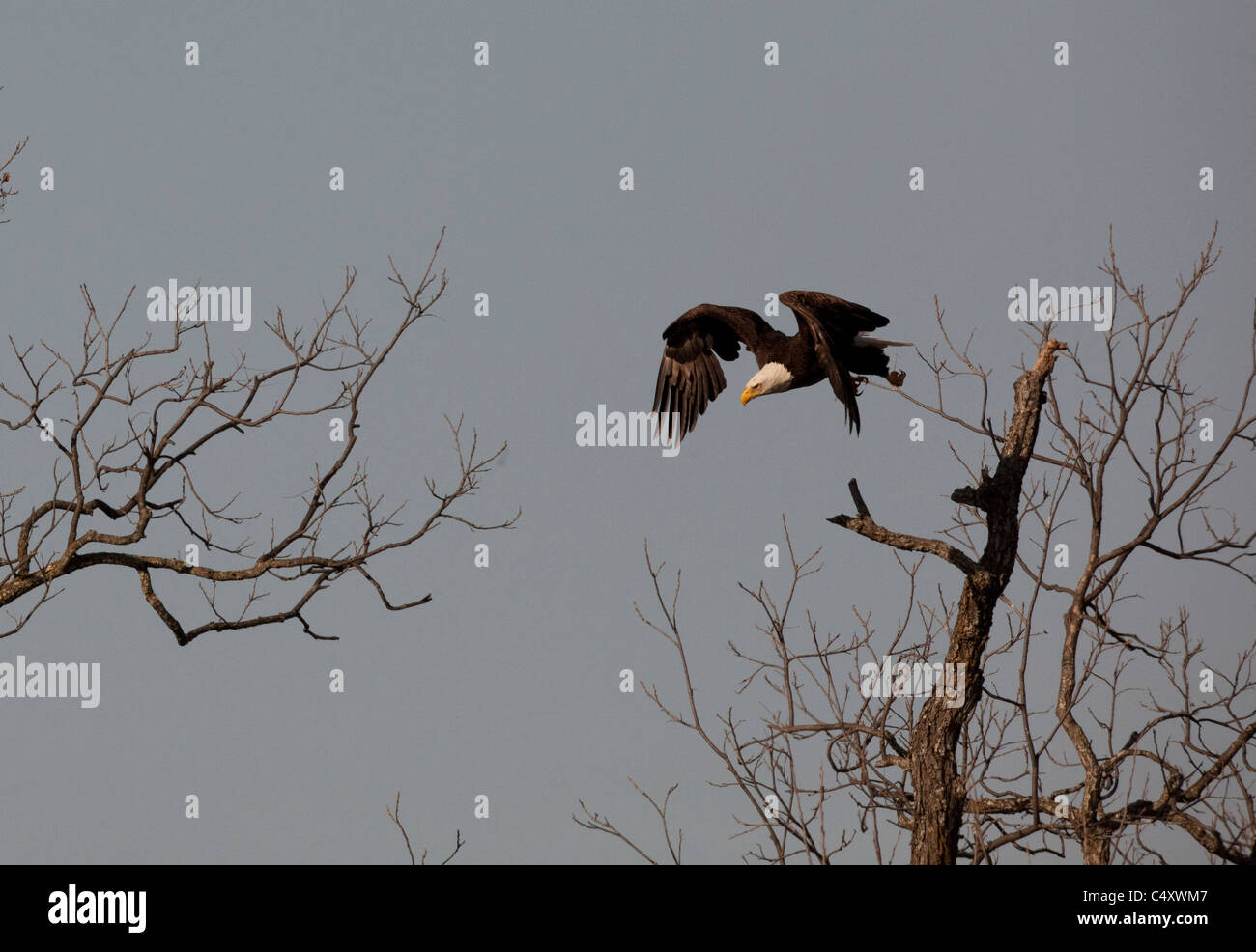 Adult Weißkopfseeadler fliegt aus dem Nest, gefüllt mit ihren Küken in Pecan Baum im Frühjahr in der Nähe von Llano TX Stockfoto