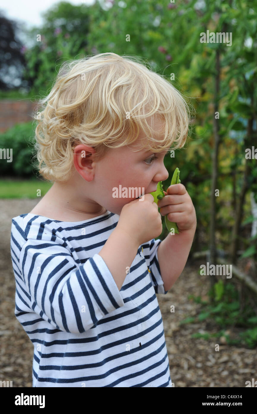 Kleinkind Essen rohe Erbsen aus Pod im Garten uk Stockfoto