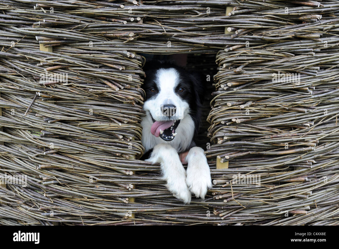 Border-Collie Hund peering aus Garten Wigloo der Weide gemacht schießt Stockfoto