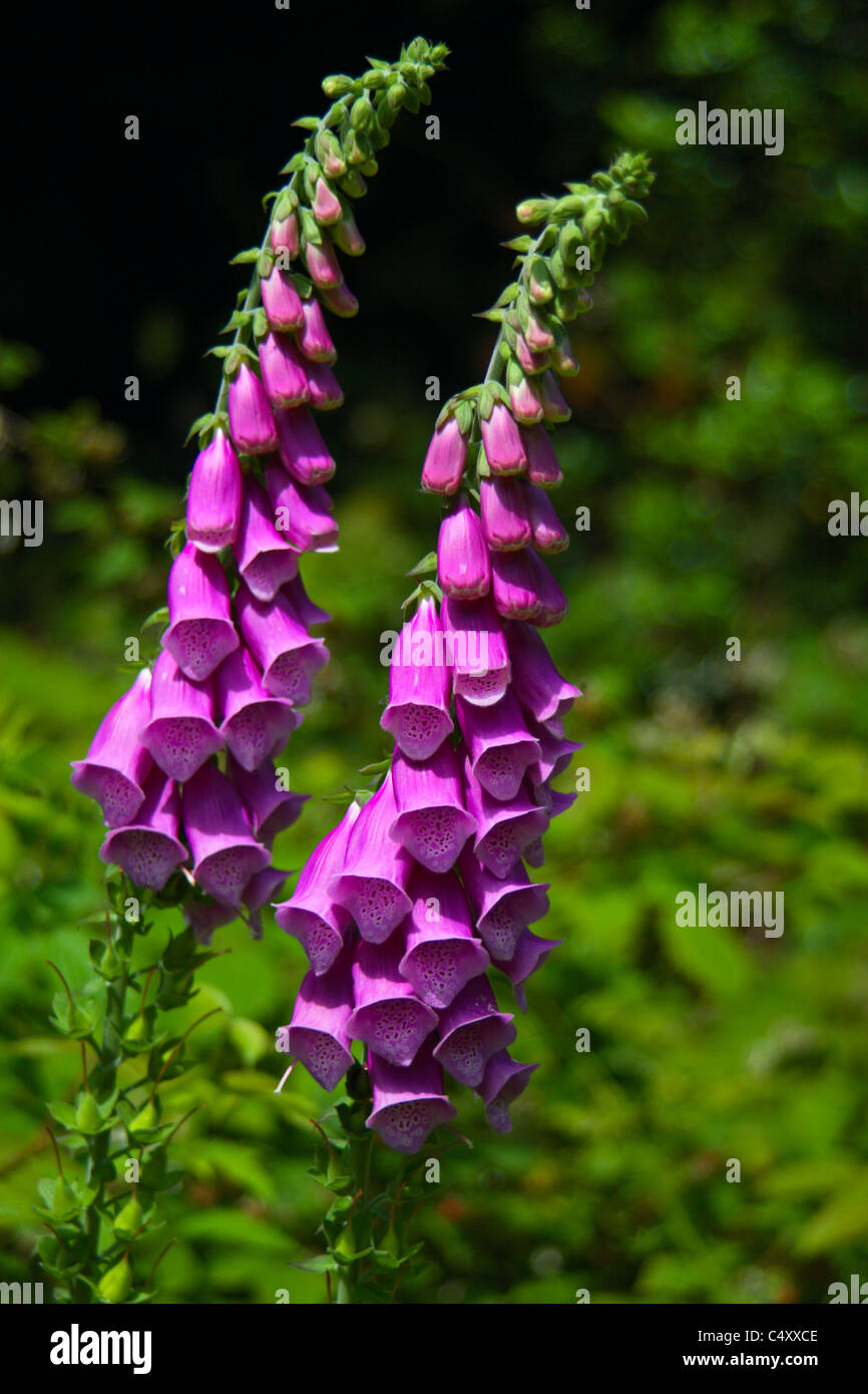 Digitalis Purpurea oder gemeinsamer Fingerhut wächst in Wäldern in Buckinghamshire, Großbritannien Stockfoto