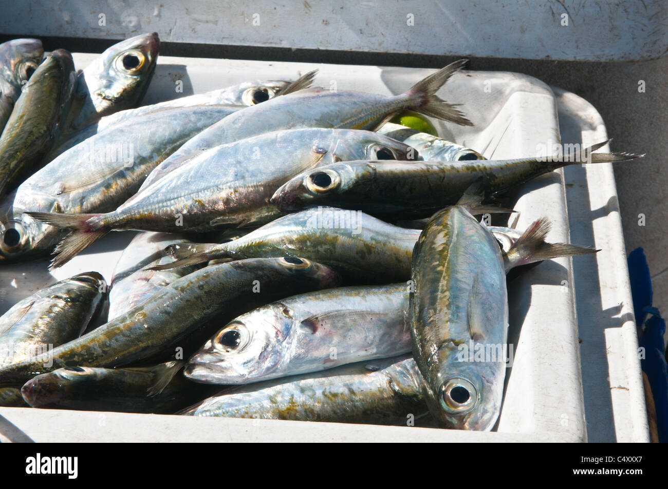 Fisch auf dem Markt Kingstown, St. Vincent und die Grenadinen-Buchse. Stockfoto