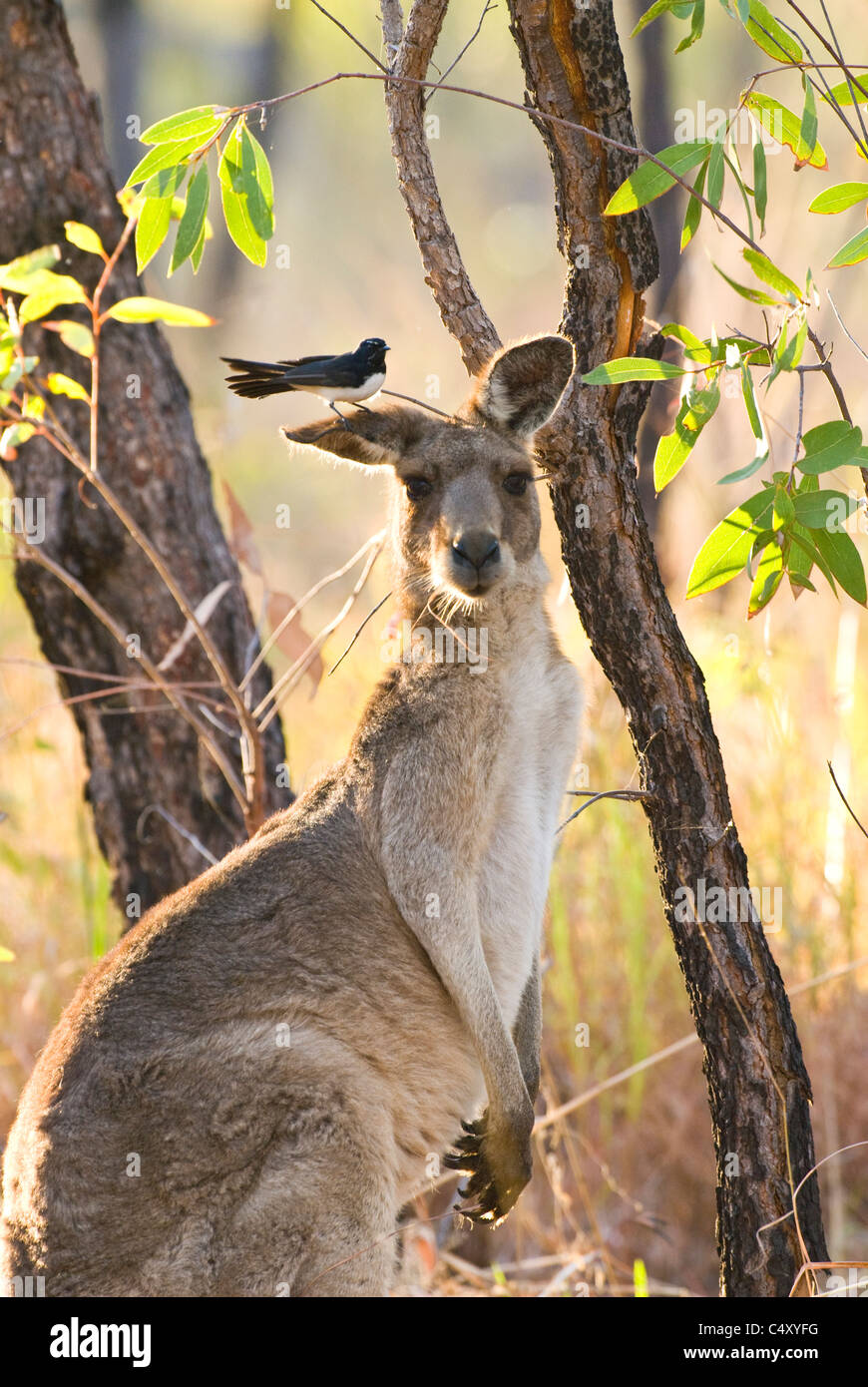 Willy Bachstelze thront am Ohr des östlichen graue Känguru (Macropus Giganteus) im Undara-Nationalpark in Queensland-Australien Stockfoto