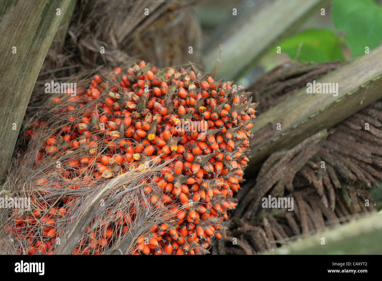 Tropische Palme Früchte. Stockfoto