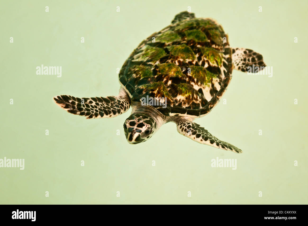 Meeresschildkröten im Old Hegg Turtle Sanctuary, Bequia, St. Vincent und den Grenadinen. Stockfoto