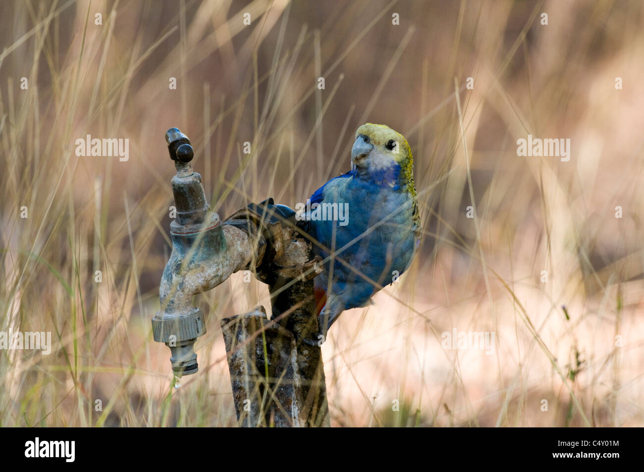 Unter der Leitung von blass Rosella (Platycercus Adscitus Adscitus) auf Wasser Zapfen im Undara-Nationalpark in Queensland-Australien Stockfoto