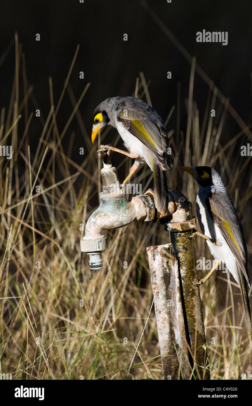 Wasserhahn Mit Vogel Stockfotos und -bilder Kaufen - Alamy