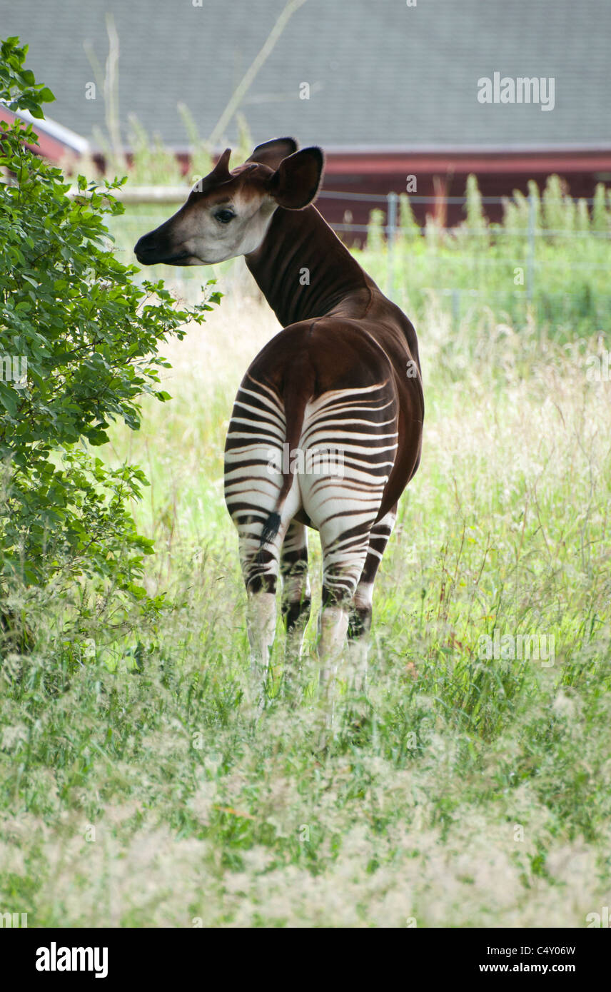 Okapi in einem Feld Stockfoto