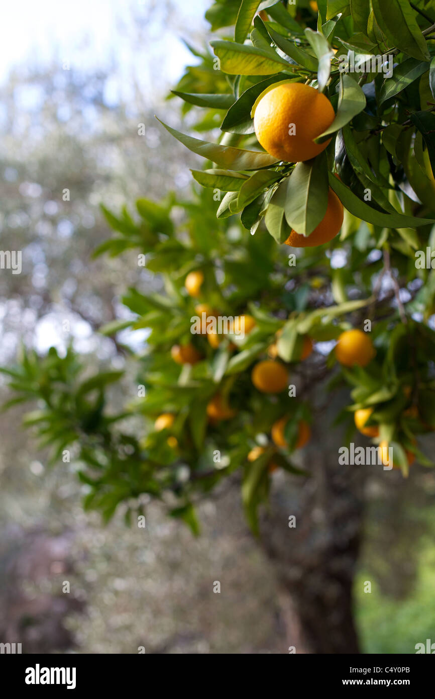 Mallorca, Spanien, Iberia, Insel Stockfoto