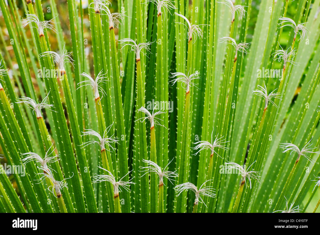 YuccaPflanze mit ausgefranste Leaftips, Tresco Gärten, Isles of Scilly