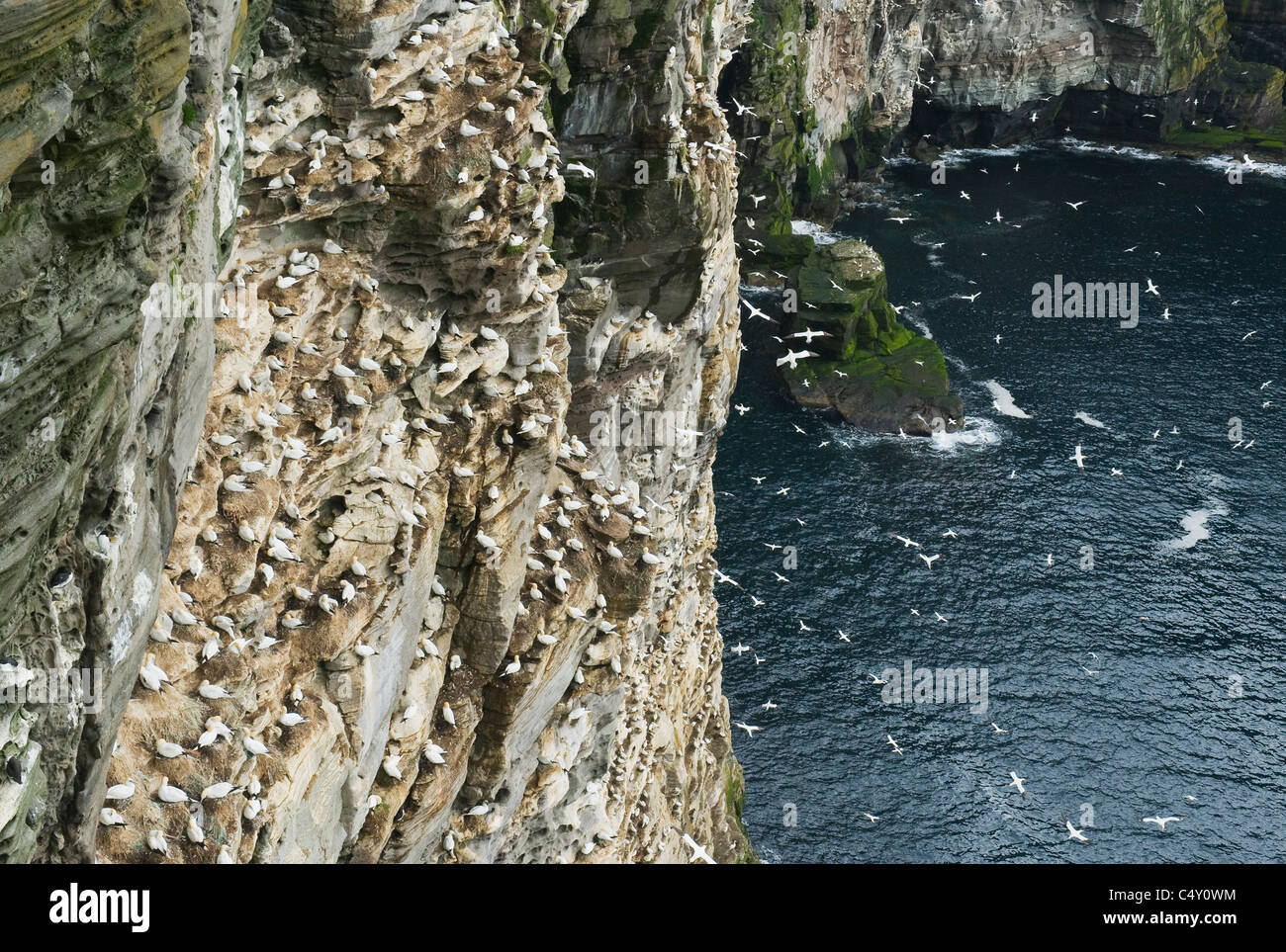 Nördlichen Basstölpel (Sula Bassana) Brutkolonie, Isle of Noss National Nature Reserve, Shetland-Inseln, UK Stockfoto