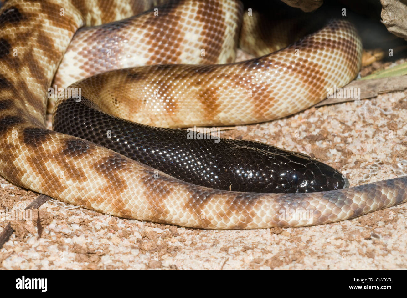 Schwarze Spitze Python (Schwarzkopfpythons Melanocephalus) in Cairns Tropical Zoo In Queensland-Australien Stockfoto