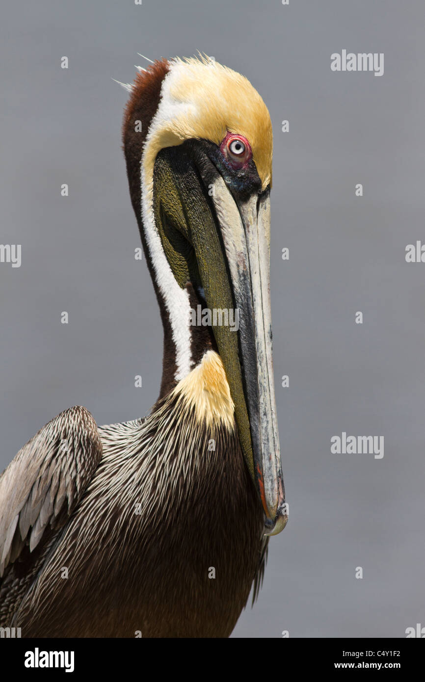 Brauner Pelikan, Pelecanus Occidentalis, Männlich, Everglades City, Florida, USA Stockfoto