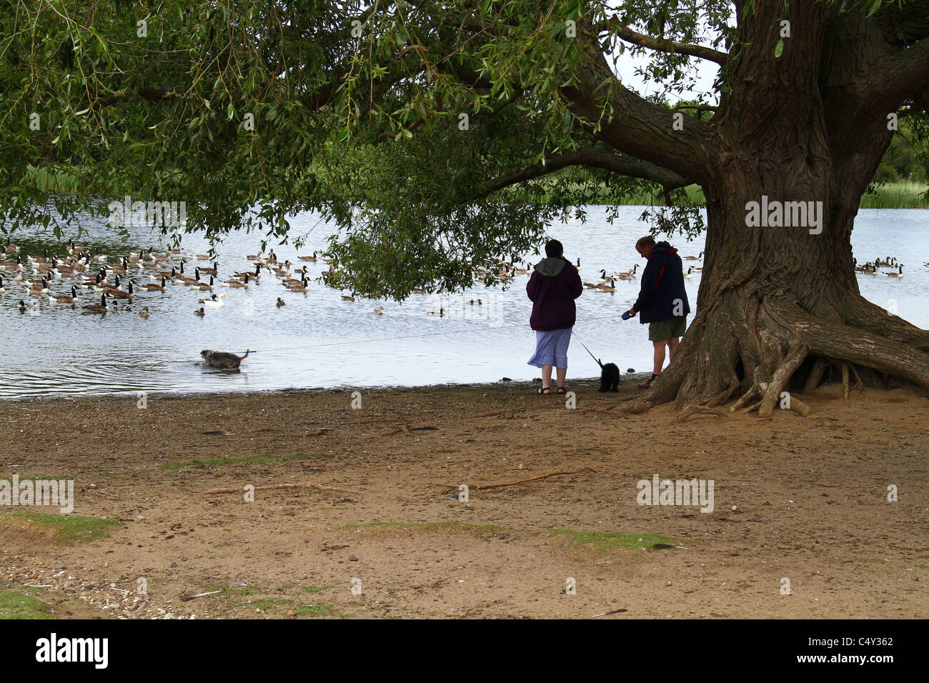 Hund ins Wasser in der Nähe von Wildtieren von Besitzern erlaubt. Stockfoto