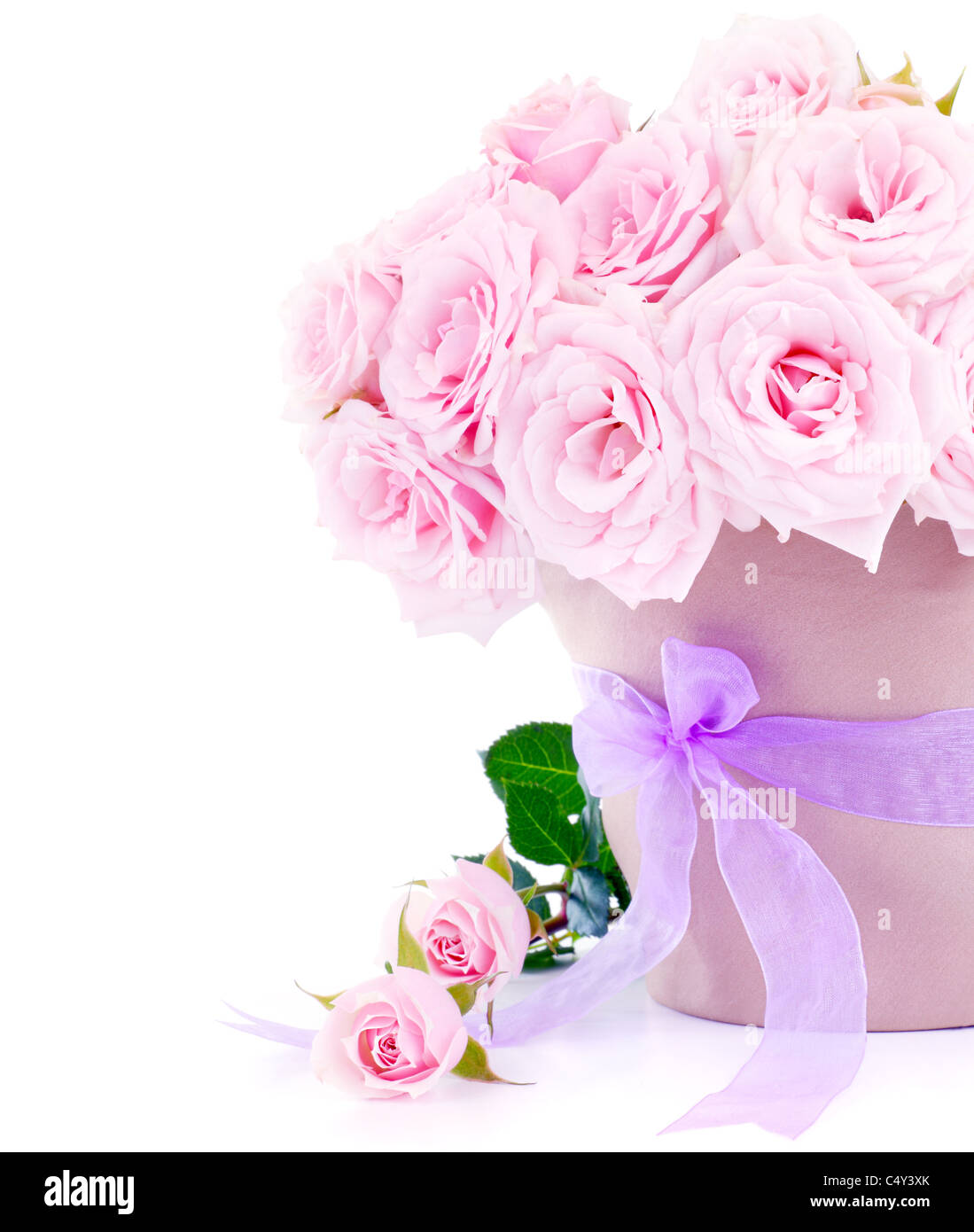 Topf mit frischen Rosen, schöne Blumen, die isoliert auf weißem Hintergrund Stockfoto