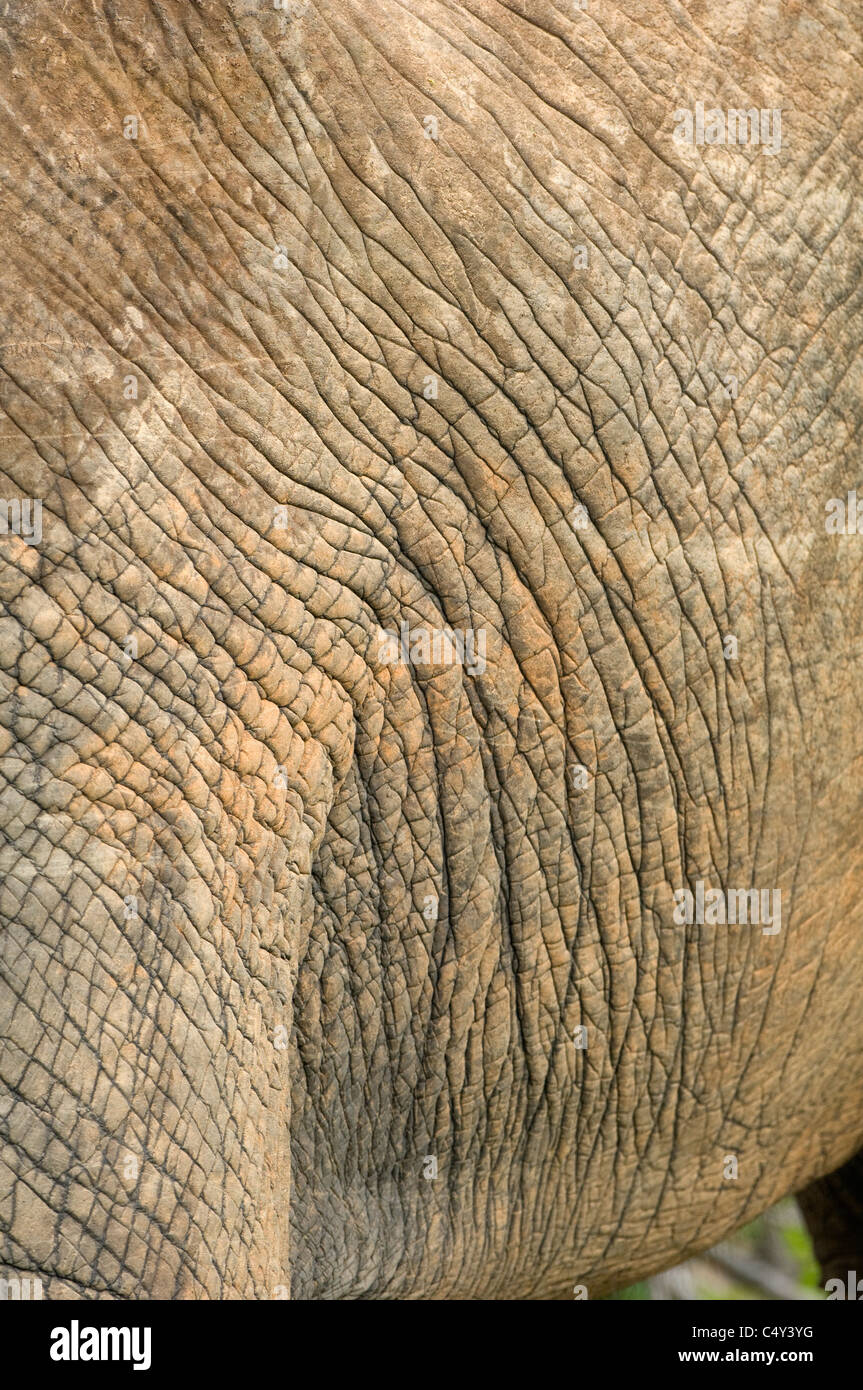 Abstrakte Bilder von Afrikanischer Elefant Loxodonta Africana in Simbabwes Matusadona Nationalpark, Lake Kariba Stockfoto