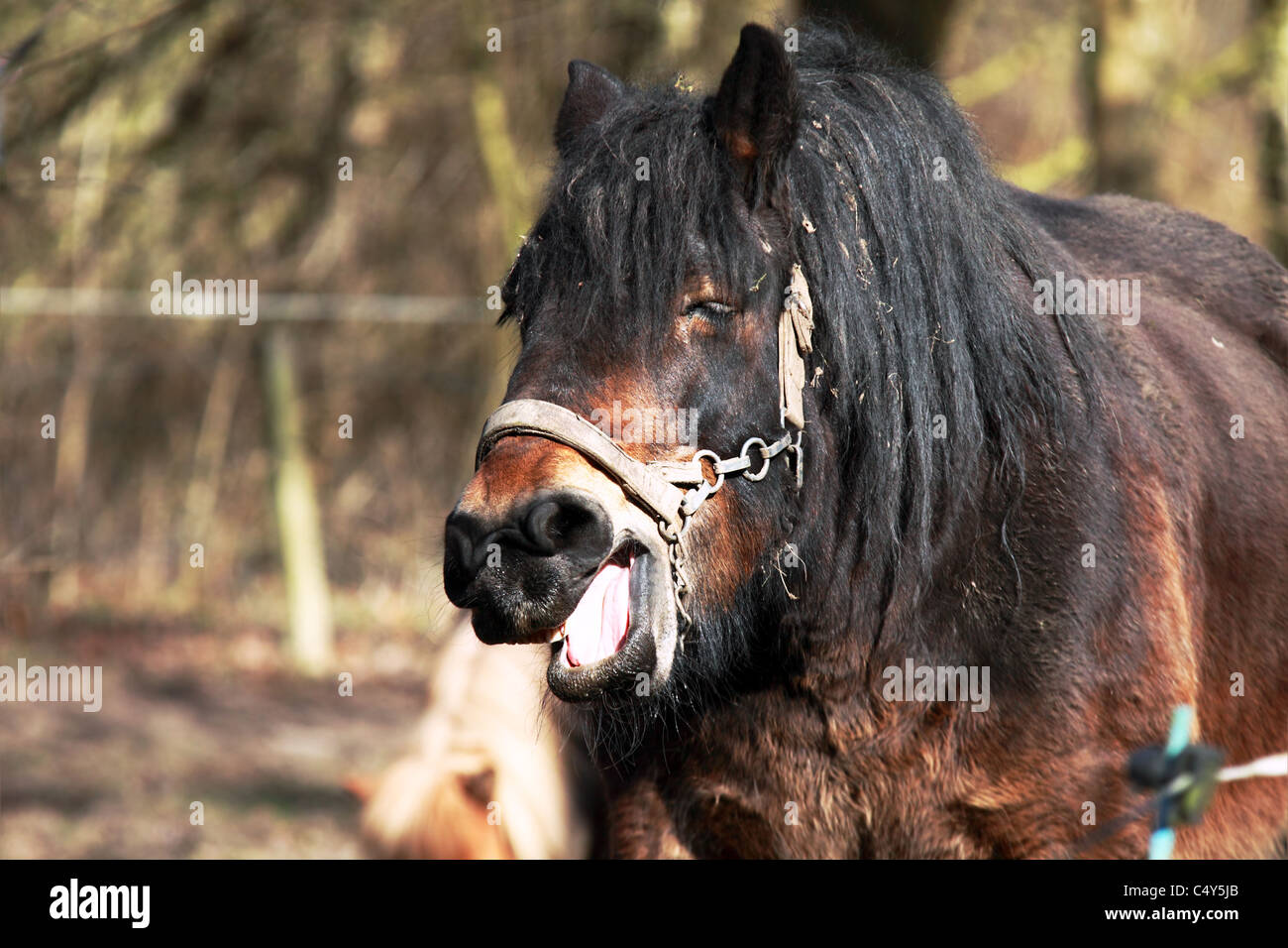 lachende fahles Pferd schließen sich im freien Stockfoto