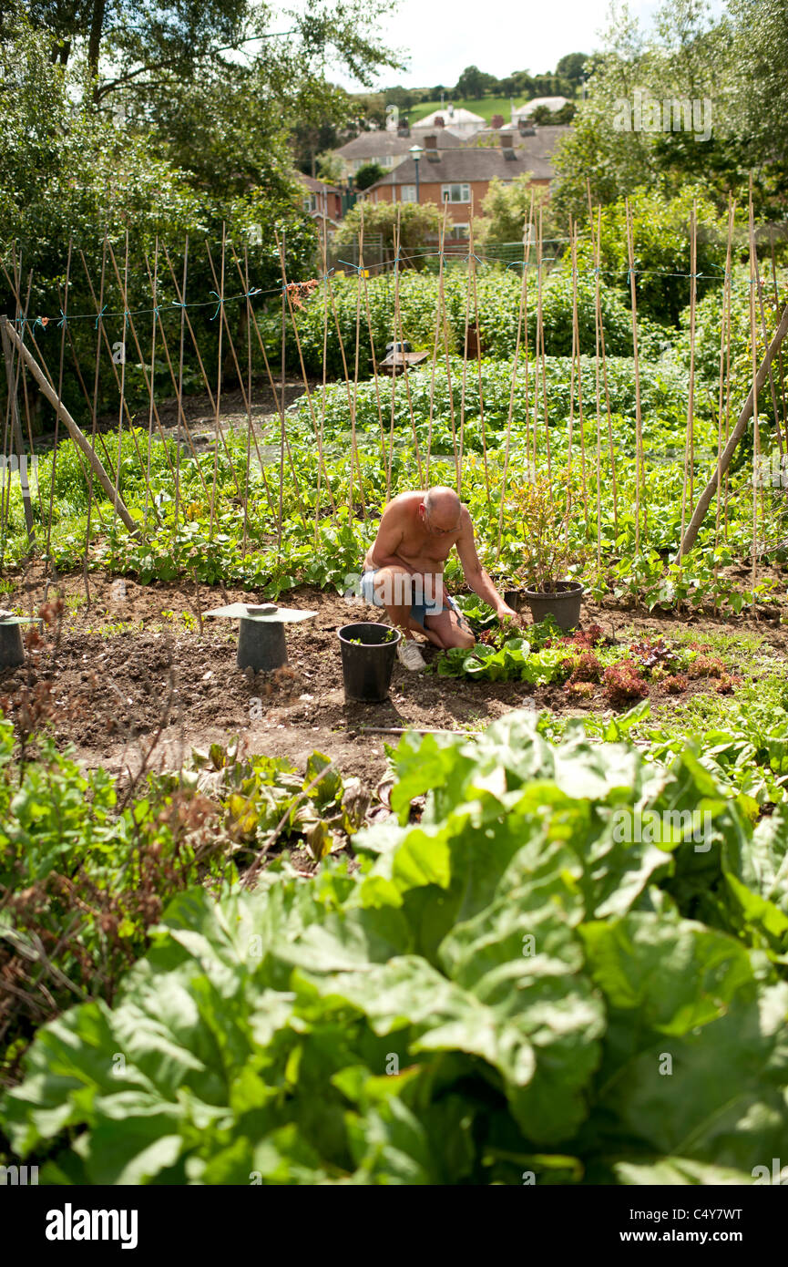 Ein Mann mittleren Alters, die Anpflanzung von Salat auf seinem Schrebergarten, UK Stockfoto