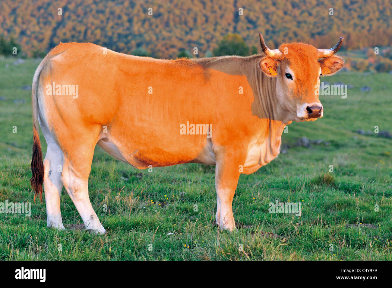 Frankreich, Aveyron: Aubrac-Kuh aus dem Hochland von regionalen Natur Parc des Aubrac Stockfoto