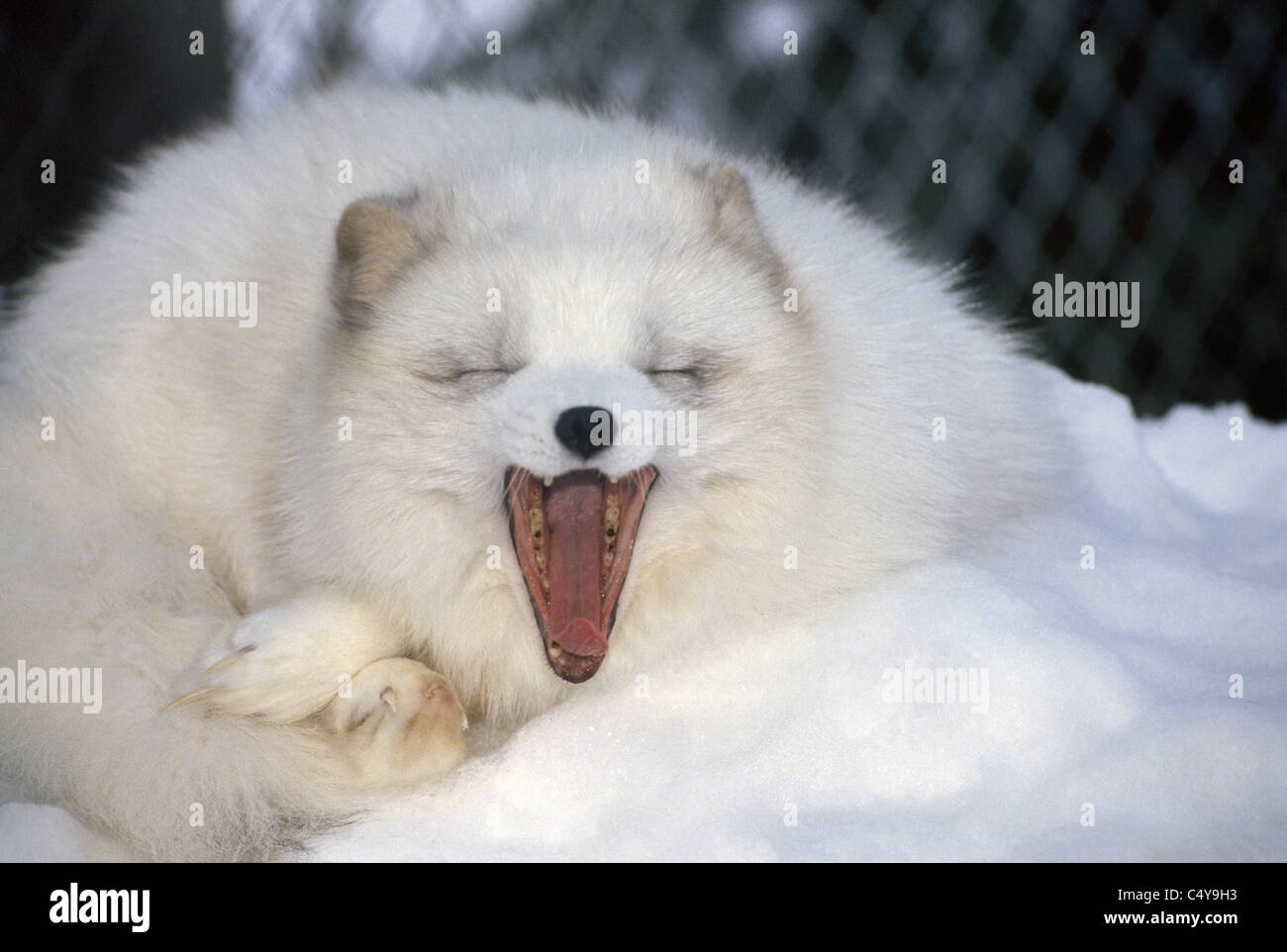 Der Polarfuchs wechselt die Farbe je nach Jahreszeit und ihr Fell wird im Winter mit Schnee, wie hier in einem Zoo in Anchorage, Alaska, USA Mischung weiß. Stockfoto