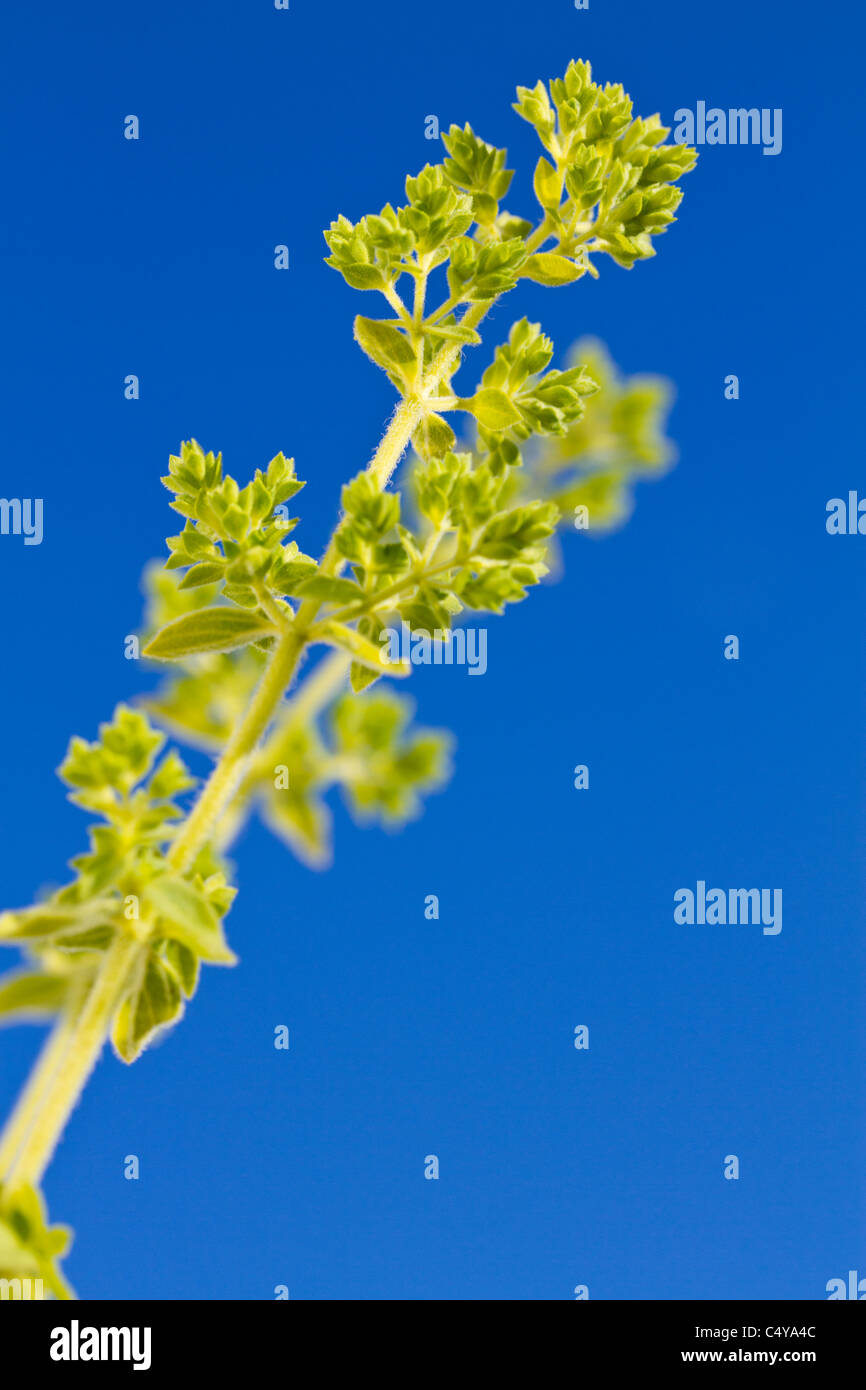 Oregano blume kraut pflanze Fotos und Bildmaterial in hoher Auflösung