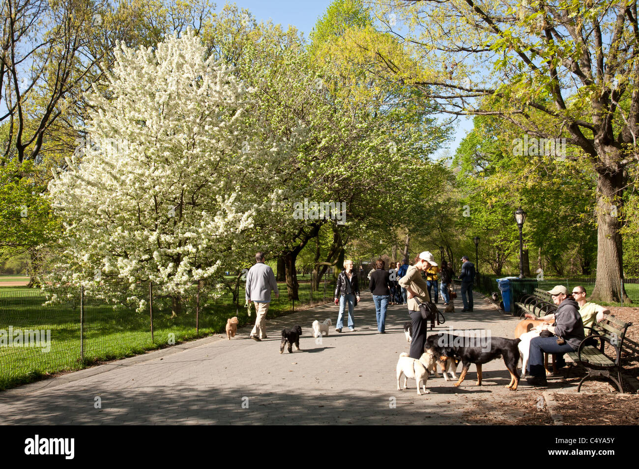 Hunde und Besitzer, Central Park, New York Stockfoto