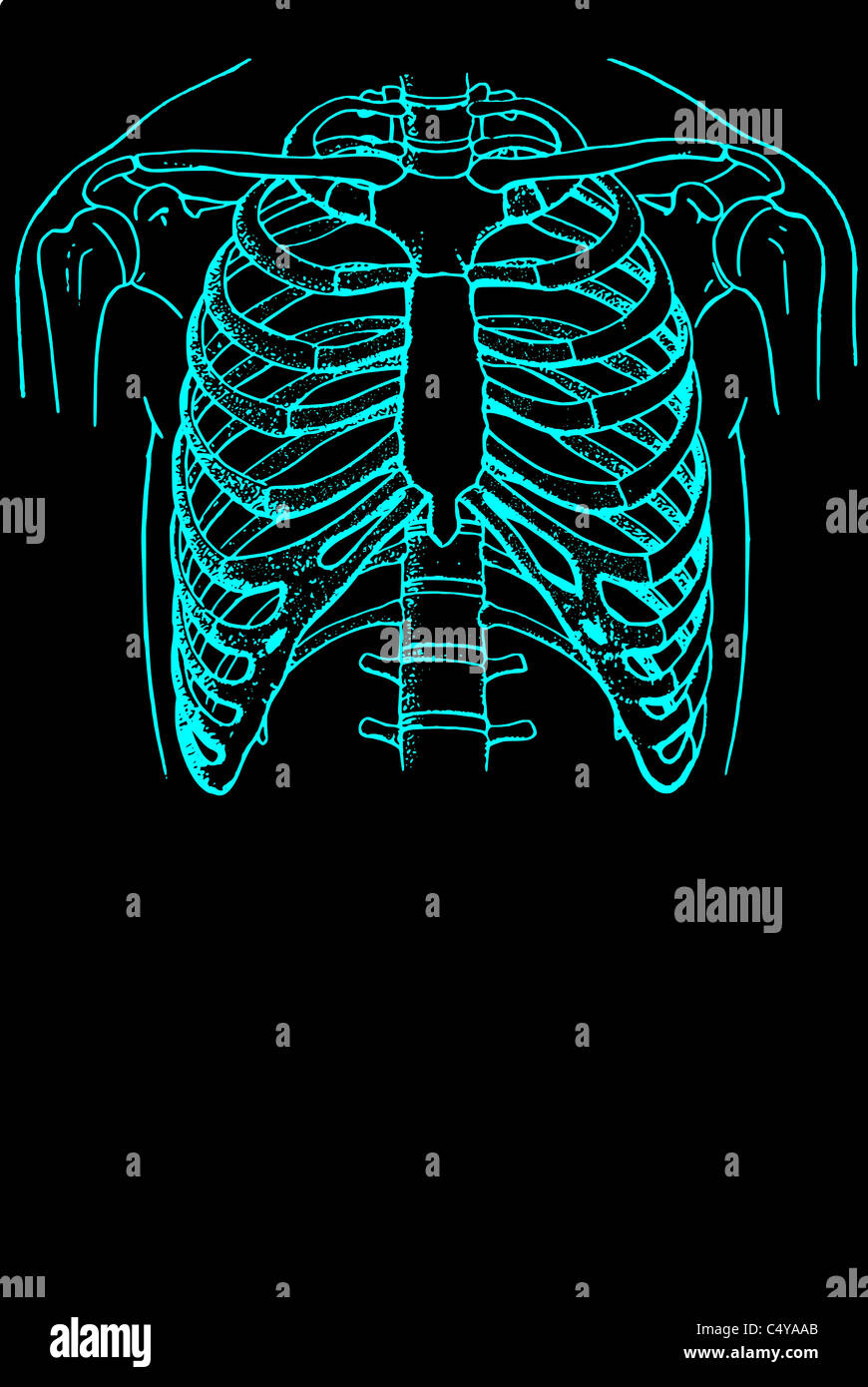 Rippen von den menschlichen Brustkorb Stockfoto