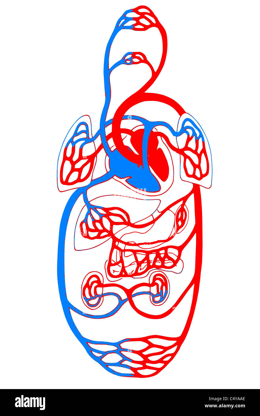 Herz-Kreislauf-System / Übersicht blau und rot Stockfoto