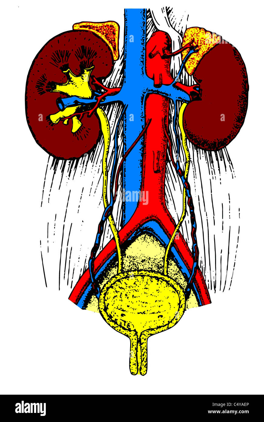 Anatomie der Niere Stockfoto