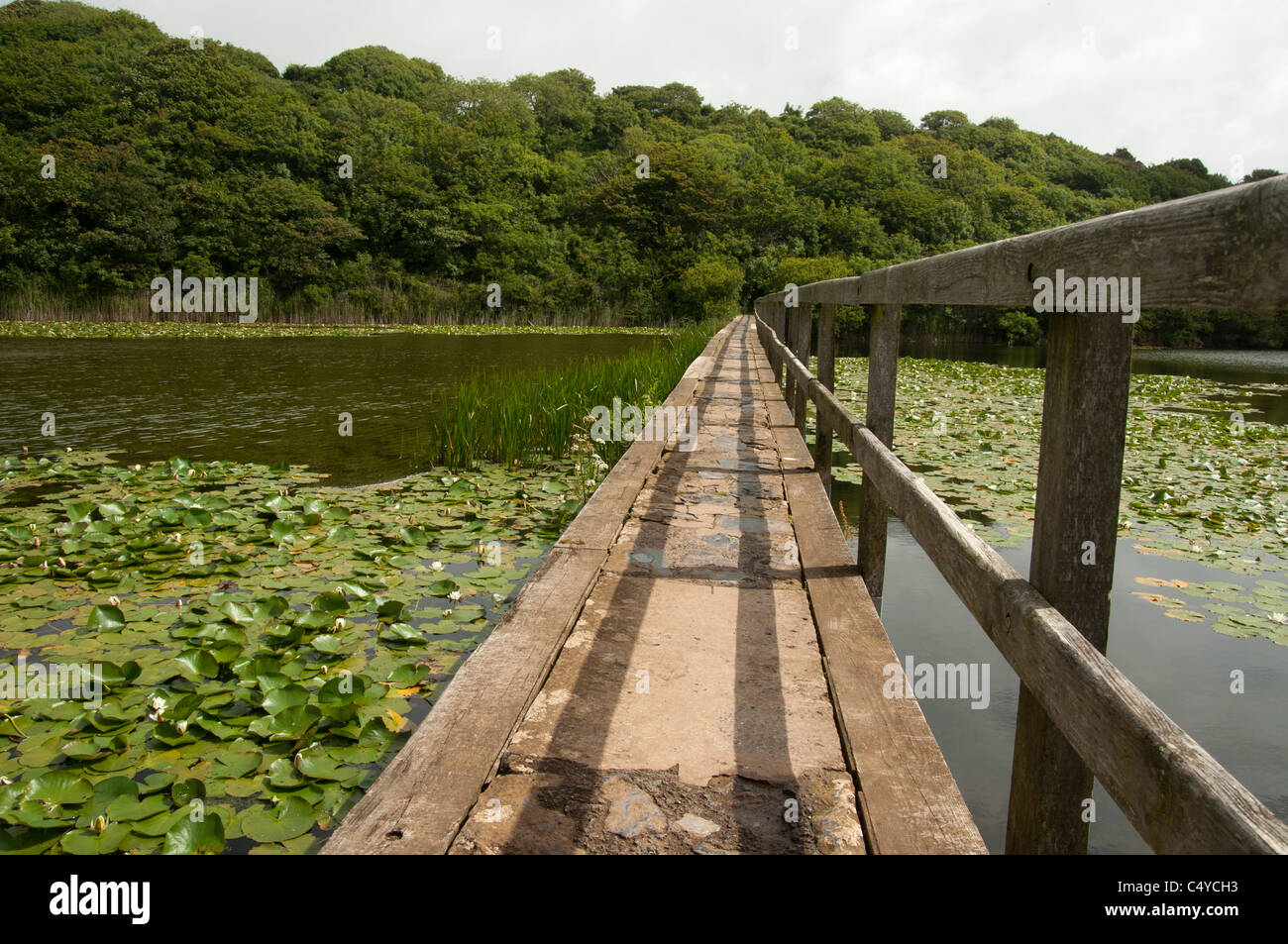Llynnoedd Bosherton Lakes Pembrokeshire Wales UK Seerosen in den See Stackpole Immobilien Stockfoto