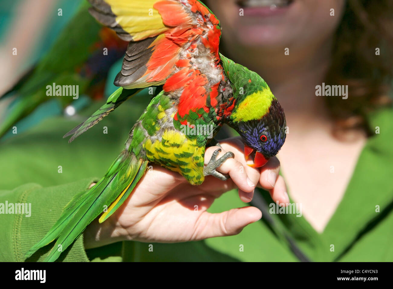 ein Lorikeet Lovebird sitzen auf die Hand einer Frau mit Flügeln erweitert Stockfoto