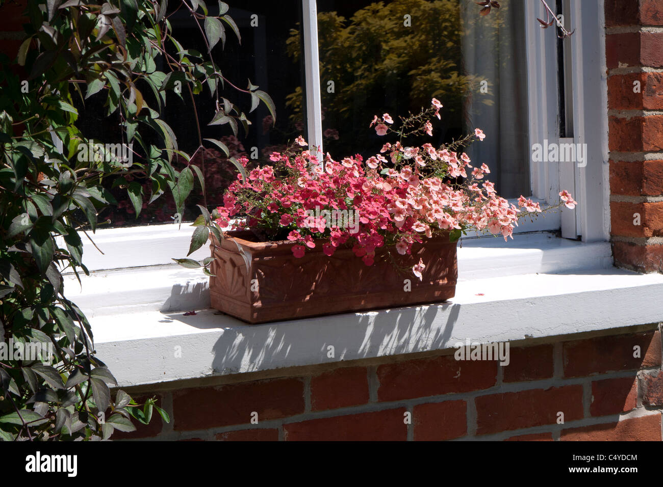 Terrakotta-Fenster-Box mit Nemesia Sommerblumen auf Fenstersims, England Stockfoto